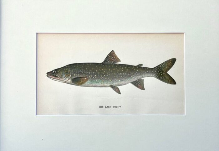 original antique chromolithograph lake trout fish print by tarleton bean circa 1890 6960