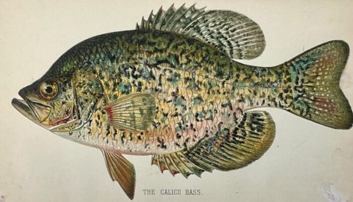 original antique chromolithograph the calico bass fish print by tarleton bean circa 1890 1043