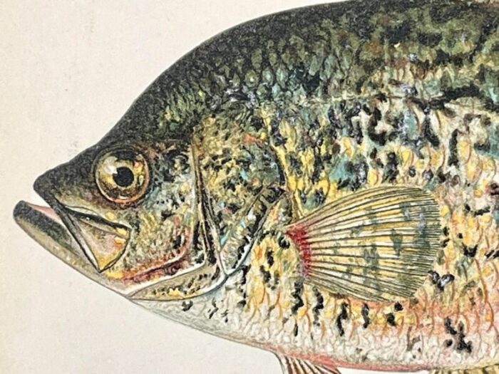 original antique chromolithograph the calico bass fish print by tarleton bean circa 1890 3854