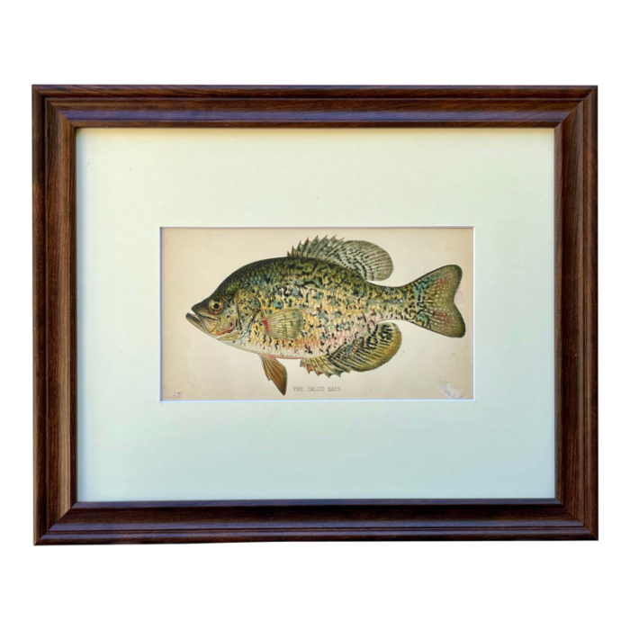 original antique chromolithograph the calico bass fish print by tarleton bean circa 1890 4343