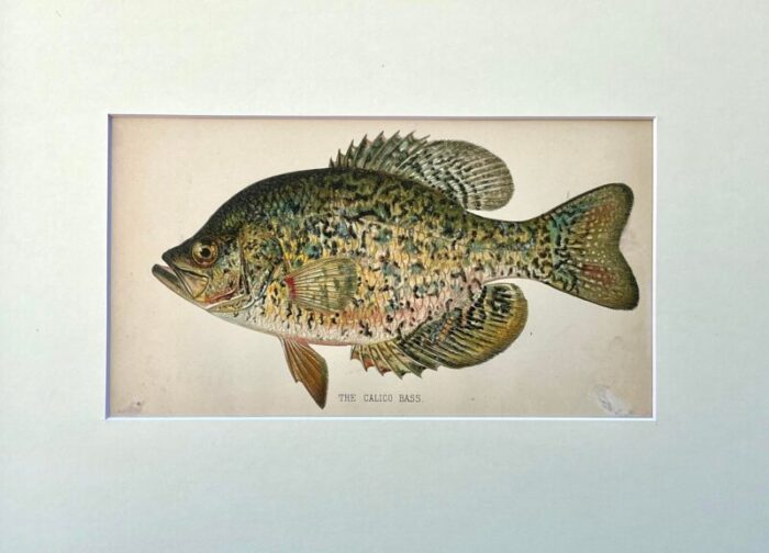 original antique chromolithograph the calico bass fish print by tarleton bean circa 1890 8326