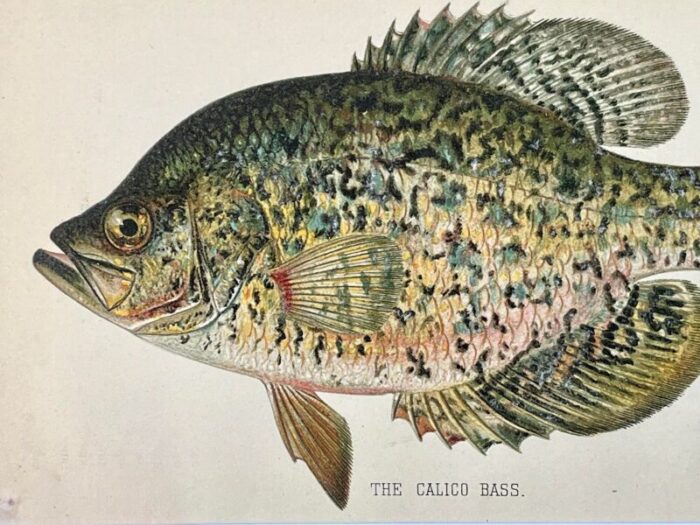 original antique chromolithograph the calico bass fish print by tarleton bean circa 1890 9360