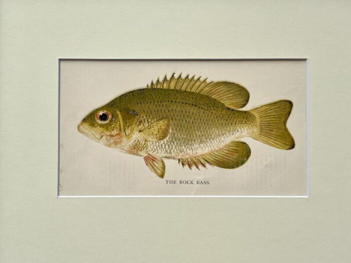 original antique chromolithograph the rock bass fish print by tarleton bean circa 1890 0303