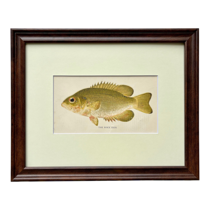 original antique chromolithograph the rock bass fish print by tarleton bean circa 1890 3621