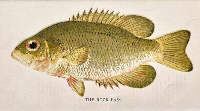 original antique chromolithograph the rock bass fish print by tarleton bean circa 1890 7063