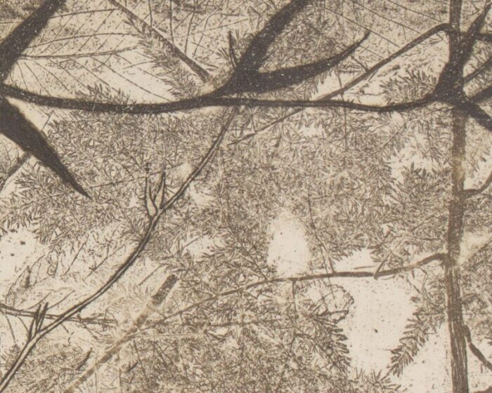 thorny edge limited edition etching by bethia brehmer 4971