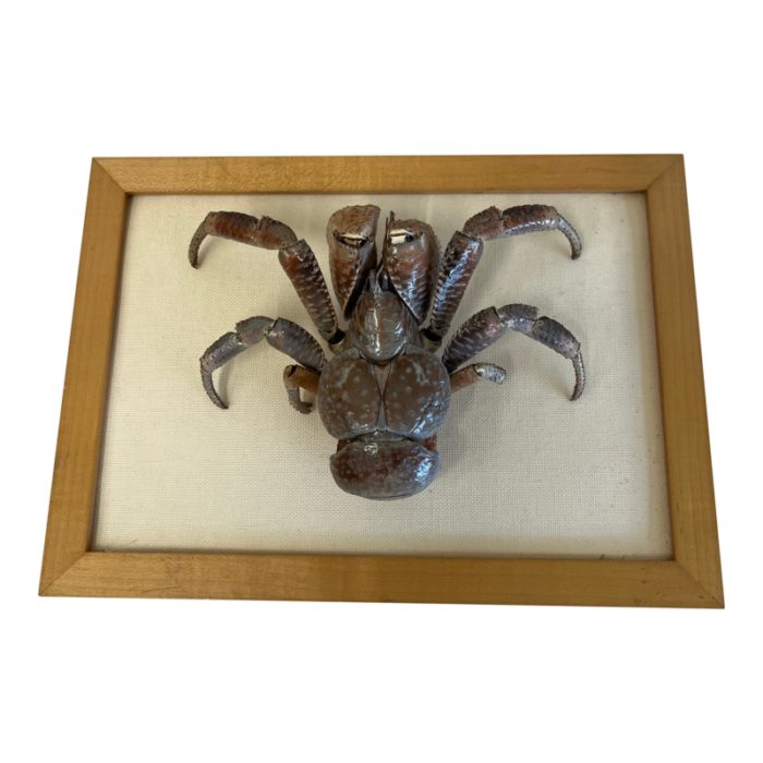 vintage framed crab 7112